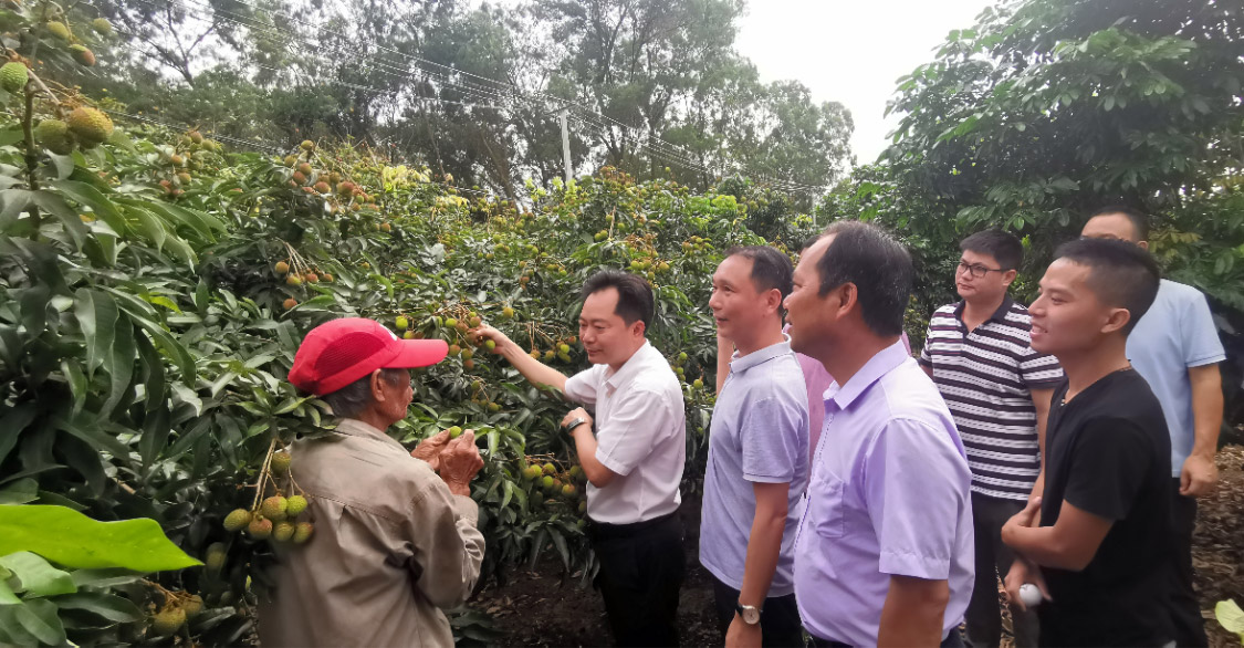化州楊梅百萬斤荔枝上市，珠海駐鎮(zhèn)幫扶工作隊(duì)賣果忙